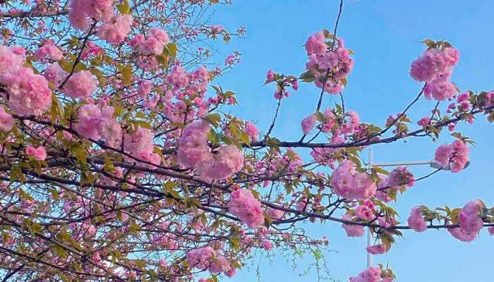 2023年武汉大学樱花最佳观赏时间表 今年武汉大学樱花什么时候开