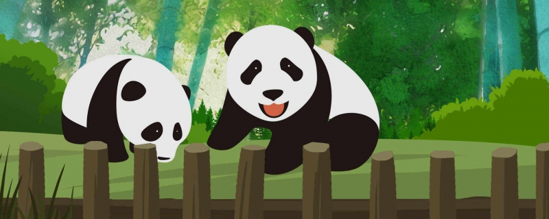 成都大熊猫基地公布宝新离世原因 大熊猫宝新因急性重症胰腺炎离世