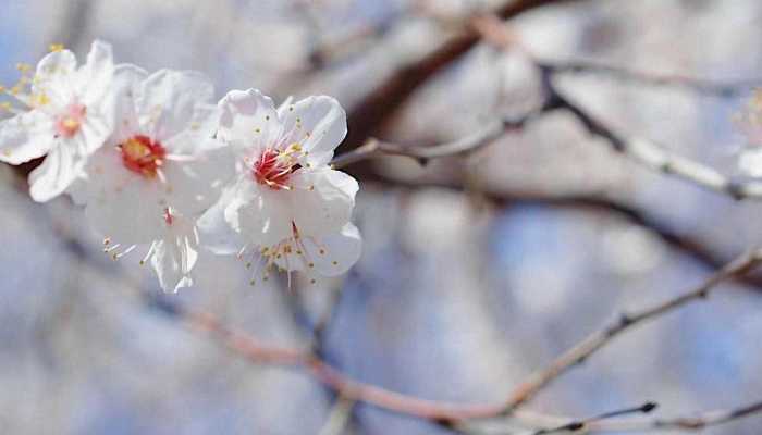 春分要做哪些事情 春分记得做三件事