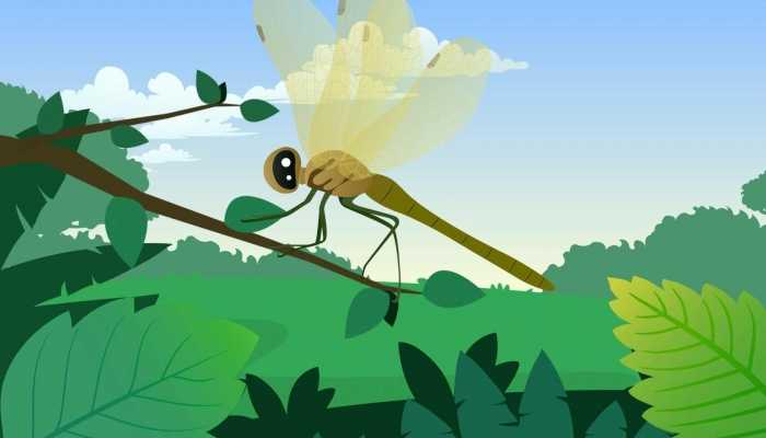为什么蜻蜓会点水 蜻蜓点水是在干嘛
