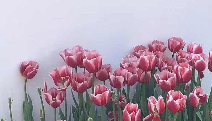 2023上海郁金香展赏花攻略 2023上海鲜花港郁金香花展免票政策