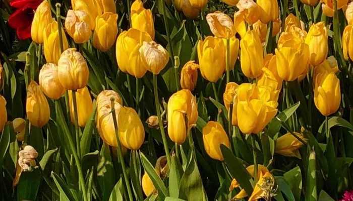 2023上海郁金香展赏花攻略 2023上海鲜花港郁金香花展免票政策