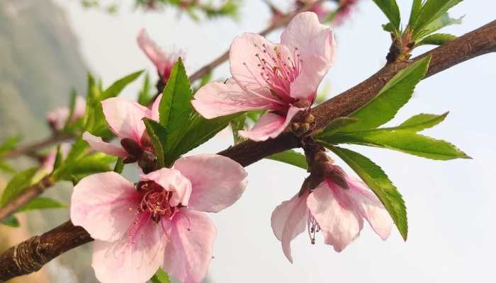 2023上海桃花节时间 2023上海桃花节活动攻略