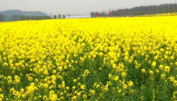 2023上海油菜花节开幕时间 2023上海油菜花节赏花攻略