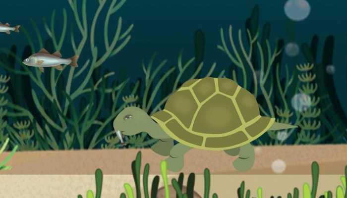 灵隐寺旁小溪中大量放生乌龟死亡 景区呼吁停止放生