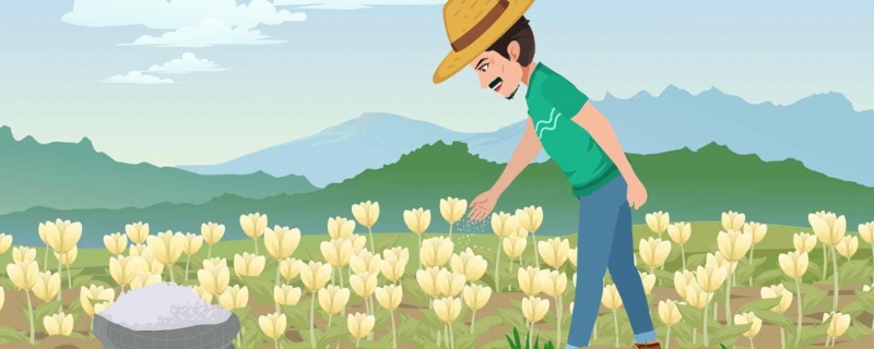 不建议在室内养郁金香是什么情况 郁金香的花语是什么