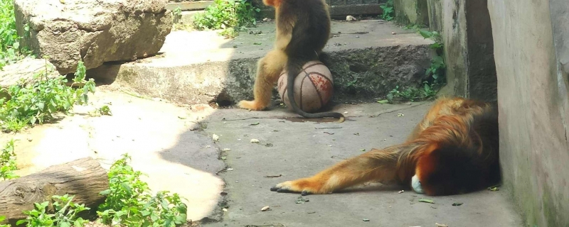 女子给猴子喂食被掌掴 景区回应:打疫苗可理赔