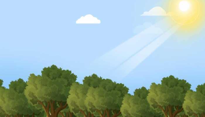 经济林木有哪些树种 北方最赚钱的经济林