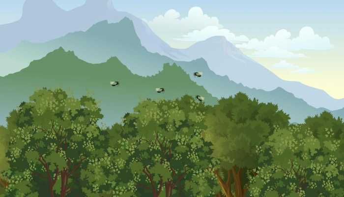 丝棉木可以防风固沙吗 丝棉木播种繁殖方法