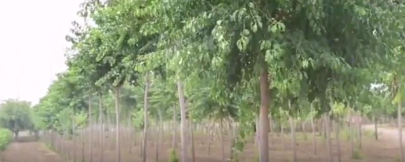 丝棉木可以防风固沙吗 丝棉木播种繁殖方法