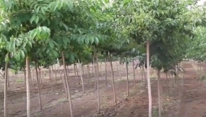 丝棉木可以防风固沙吗 丝棉木播种繁殖方法