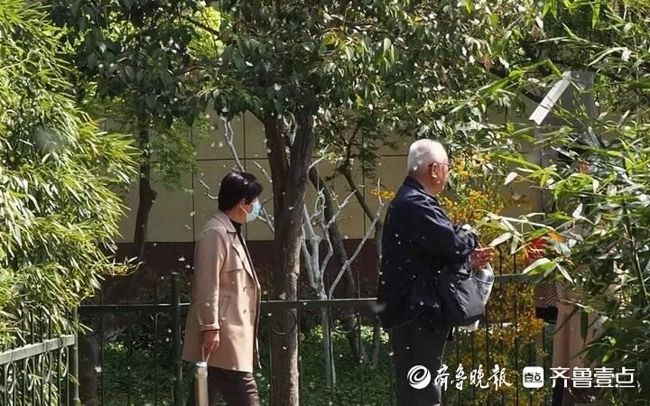 济南气温上升，“漫天飞雪”惹人愁