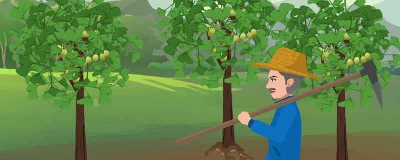 什么是速生树种 速生树是什么意思