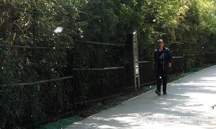 济南气温上升，“漫天飞雪”惹人愁