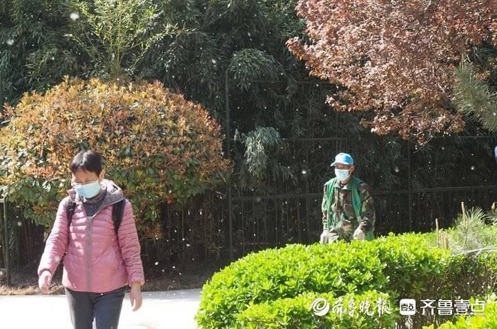 济南气温上升，“漫天飞雪”惹人愁