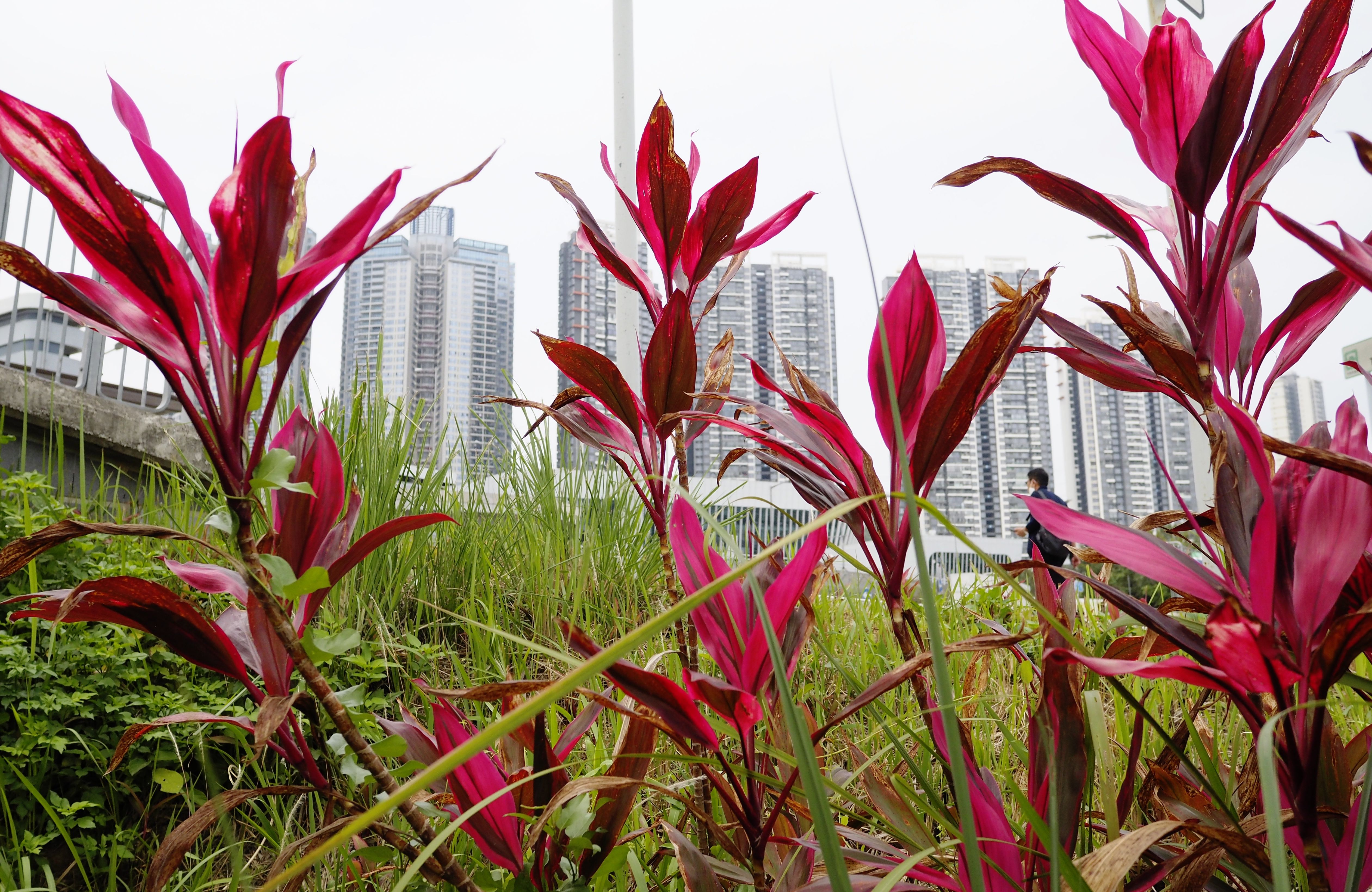 通往春天的香园围