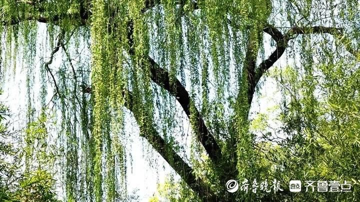 济南气温上升，“漫天飞雪”惹人愁