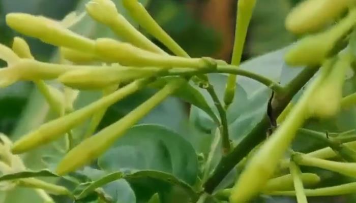 夜来香适合长期放在卧室吗 夜来香的种植方法