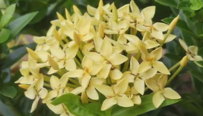 夜来香适合长期放在卧室吗 夜来香的种植方法