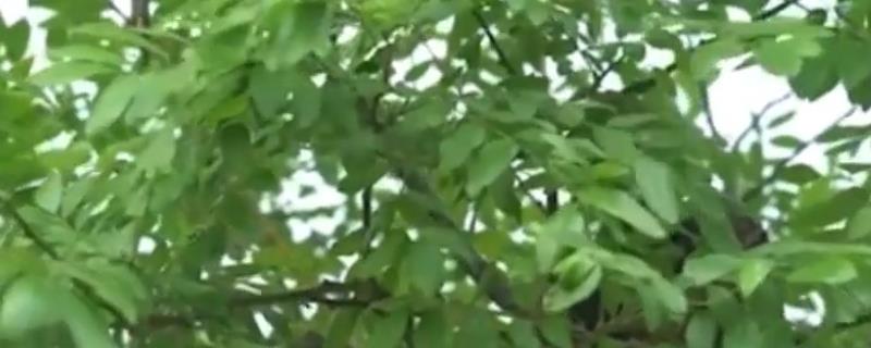 国槐适合种在什么地方 国槐适合的生长环境