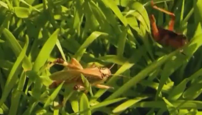 沙漠蝗虫能吃吗 沙漠蝗虫的繁殖能力