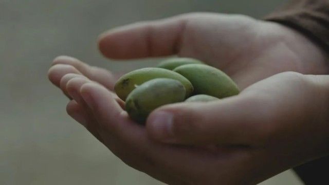 英雄之光丨橄榄树下,酿酒等你70年…… 英雄之光丨橄榄树下,酿酒等你70年……