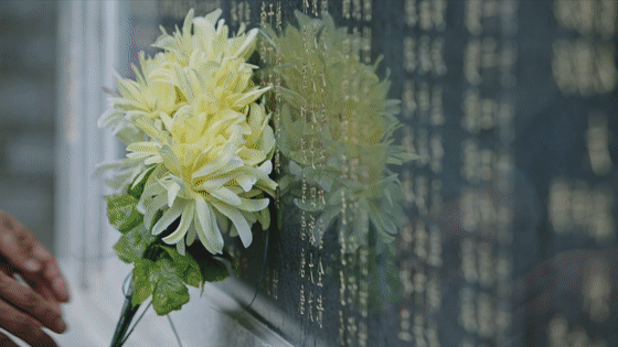 英雄之光丨橄榄树下,酿酒等你70年…… 英雄之光丨橄榄树下,酿酒等你70年……