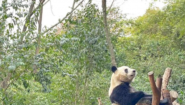 大熊猫丫丫合同4月7日到期 8日起丫丫起居全部移交中方人员