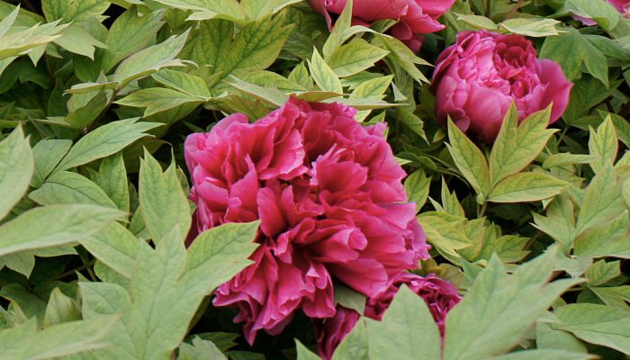 国色天香形容什么花 牡丹种类有哪些