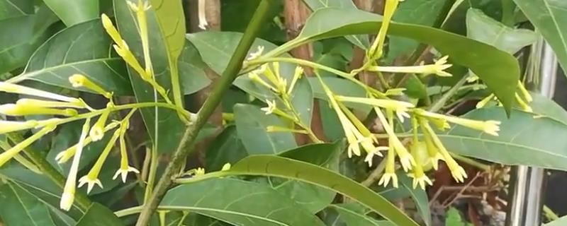 夜来香适合长期放在卧室吗 夜来香的种植方法