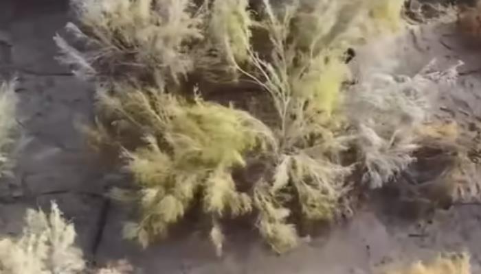 梭梭树适合种在什么地方 梭梭树的功效与作用