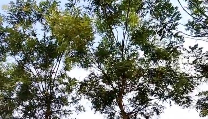 国槐适合种在什么地方 国槐适合的生长环境