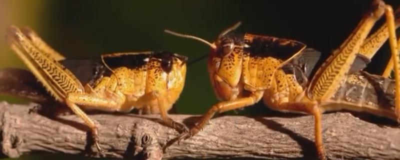 沙漠蝗虫能吃吗 沙漠蝗虫的繁殖能力