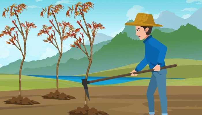 什么叫速生苗木 优良的速生苗木有哪些