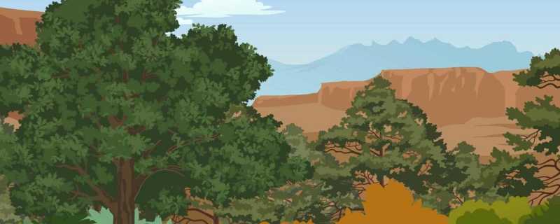 什么叫速生苗木 优良的速生苗木有哪些