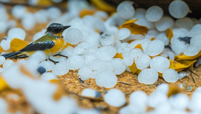 贵州遵义遇暴雨冰雹街上冰雹流成河 今还会有强对流天气出没