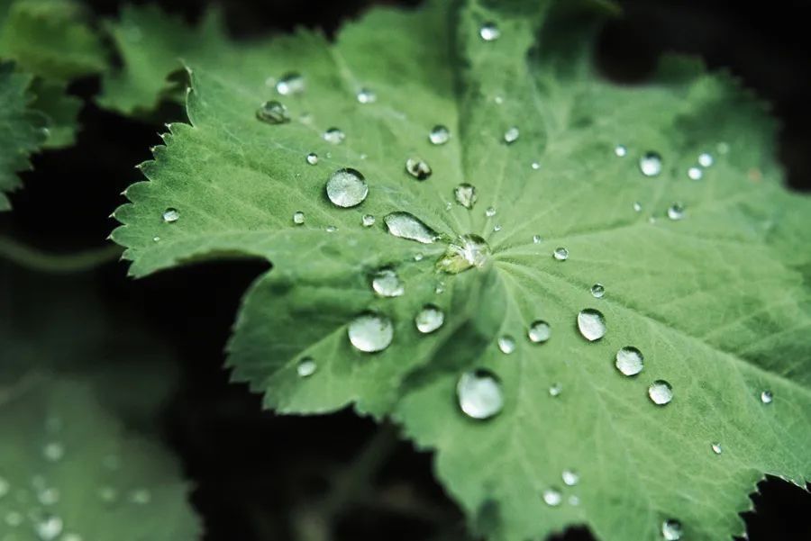 回南天要来?名中医引荐5款祛湿方 回南天要来?名中医引荐5款祛湿方