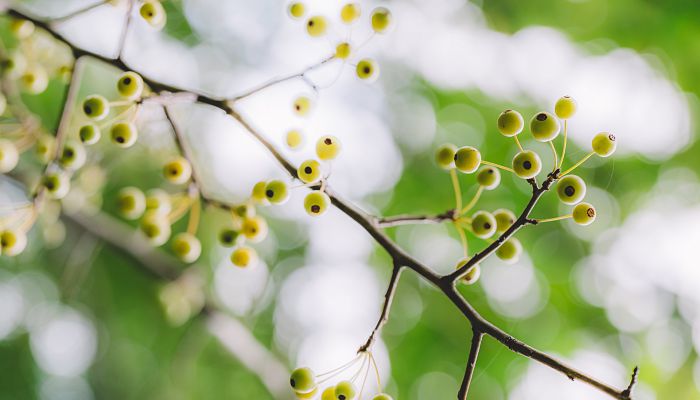 2023成都清明节适合去哪里旅游 2023成都清明节赏花活动有哪些