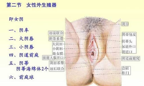 了解女人生殖器结构构造图片：呵护女性生殖健康