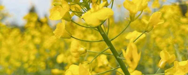 知乎最有文采的名字 知乎文采最高网名