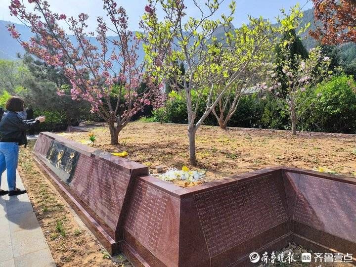 清明时节|让逝者骨灰归于天然,济南生态葬人数逐年增多 清明时节|让逝者骨灰归于天然,济南生态葬人数逐年增多