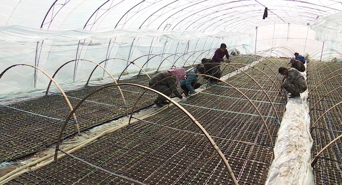 大安市:四月天里春耕忙 大安市:四月天里春耕忙