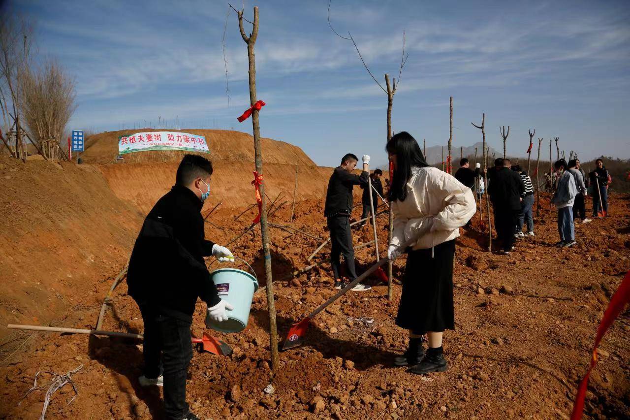 喜接“连理枝 ”同植“夫妻树” 南召县20余对新人团体栽培“爱情留念林” 喜接“连理枝 ”同植“夫妻树” 南召县20余对新人团体栽培“爱情留念林”