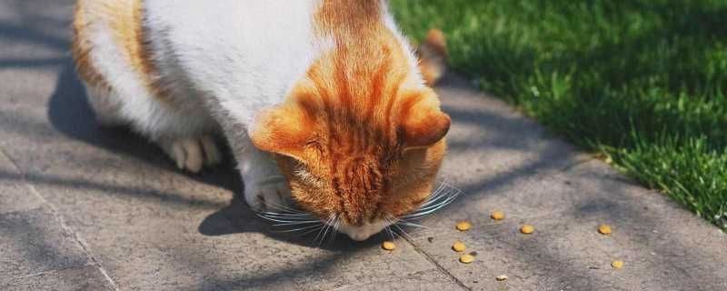 可爱的动物名字昵称 适合做昵称的动物名字