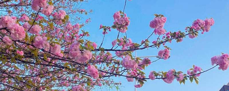 杭州女生摆摊卖樱花奶昔日入过千是真的吗 杭州女生摆摊卖樱花奶昔为什么能日入过千