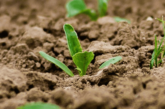 2023年谷雨是几月几日 谷雨的注意事项 2023年谷雨是几月几日 谷雨的注意事项