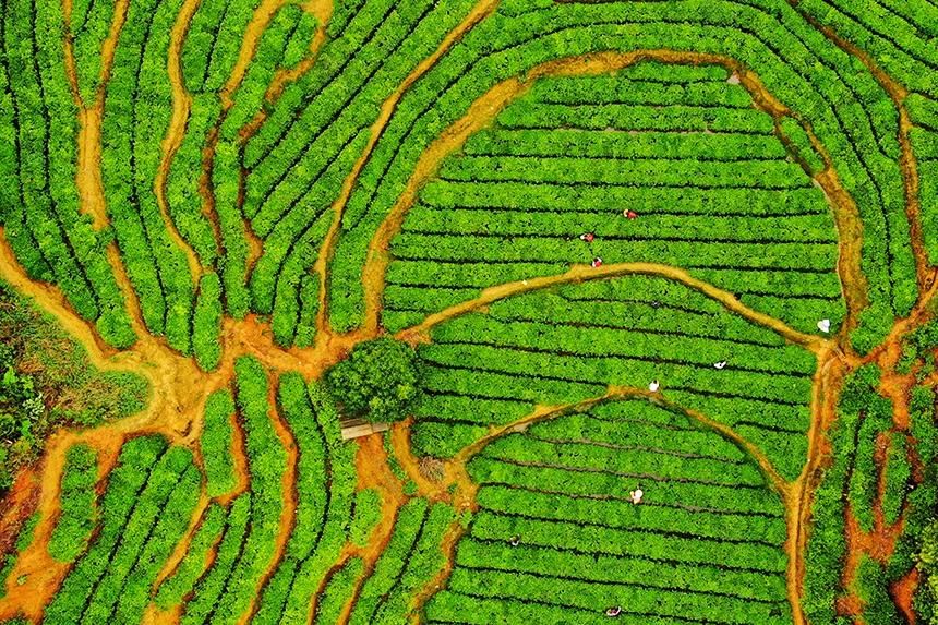 江西定南:春日采茶忙 江西定南:春日采茶忙