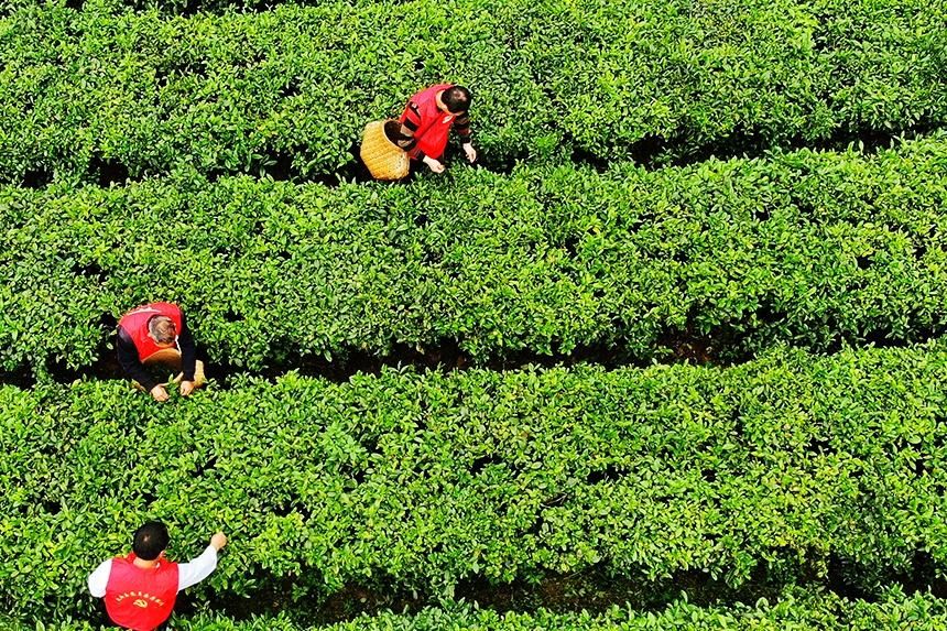 江西定南:春日采茶忙 江西定南:春日采茶忙