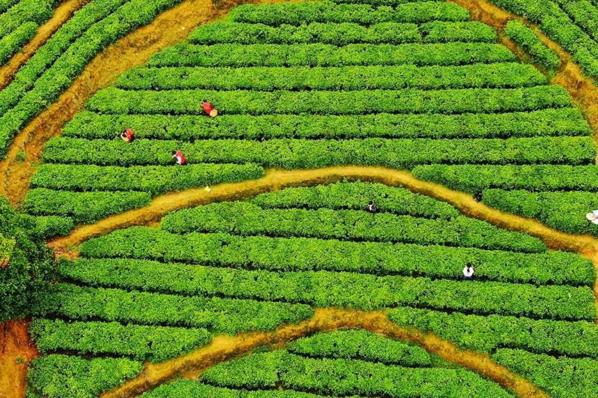 江西定南:春日采茶忙 江西定南:春日采茶忙