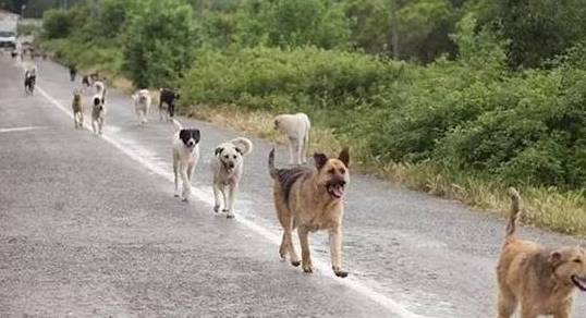 驱逐流浪狗的有用方法?流浪狗怎样处理 驱逐流浪狗的有用方法?流浪狗怎样处理